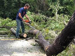 Best Leaf Removal  in Lanai City, HI