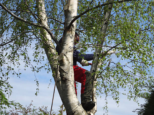 Best Residential Tree Removal  in Lanai City, HI