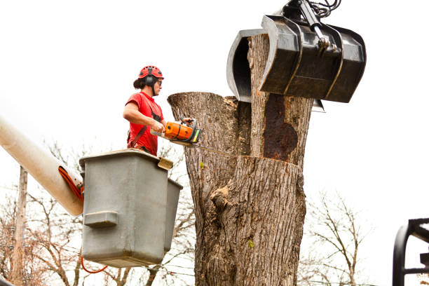 Best Commercial Tree Removal  in Lanai City, HI